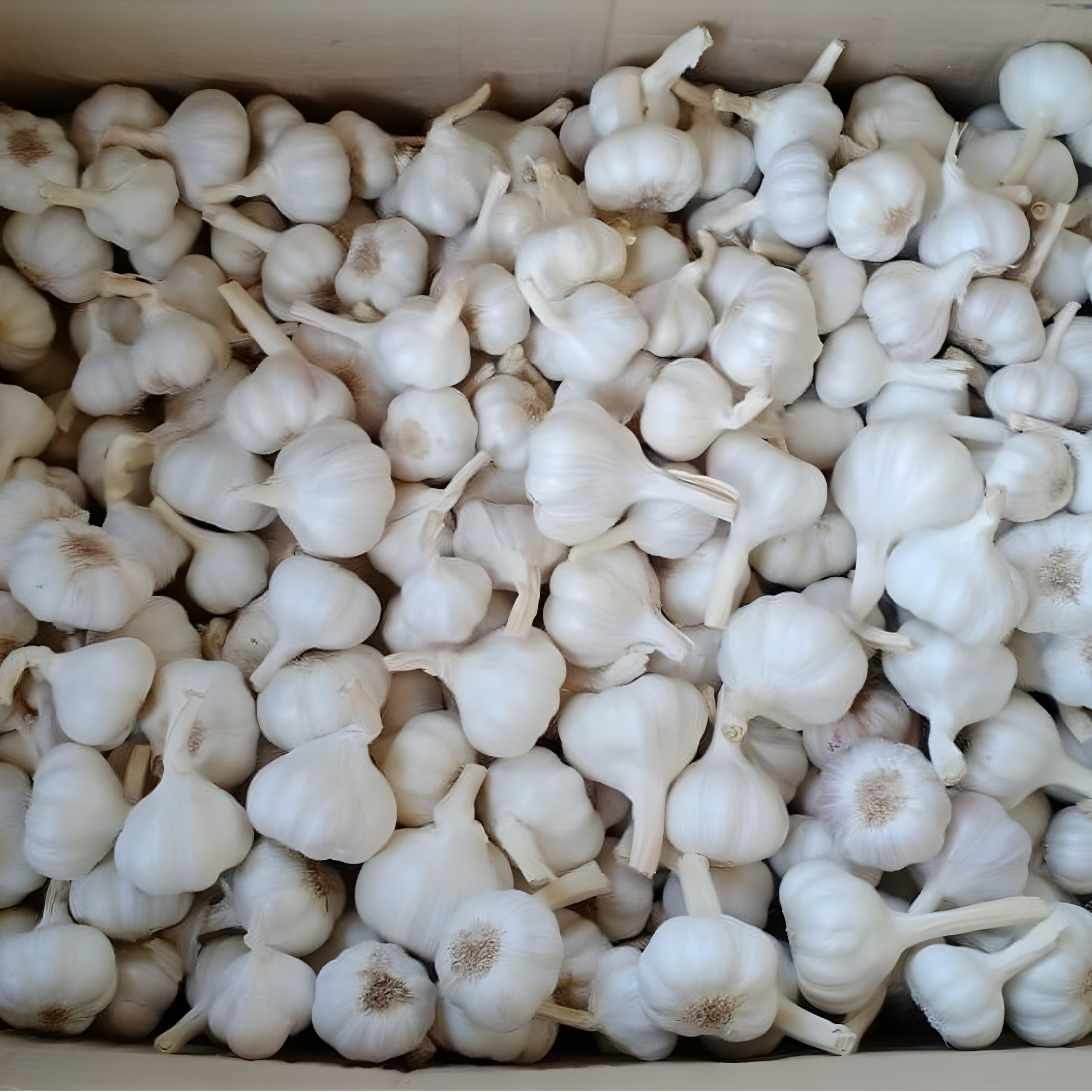 Garlic Farming